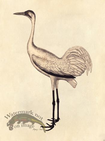 Crane - Tribute Bd 04